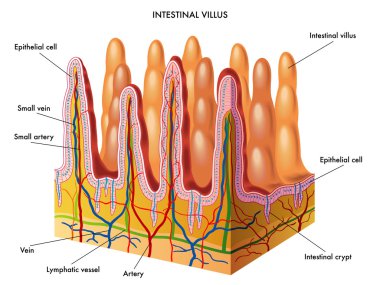 Structure of Villi and microvilli clipart