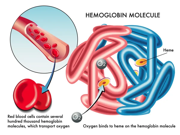 Estrutura da molécula de hemoglobina humana — Vetor de Stock