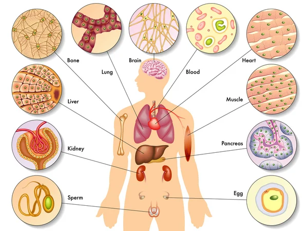 人体细胞的解剖 — 图库矢量图片