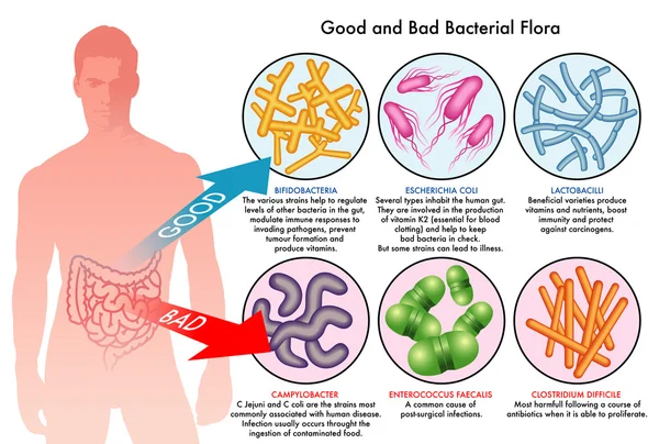 Las bacterias buenas y malas infectan al ser humano — Archivo Imágenes Vectoriales