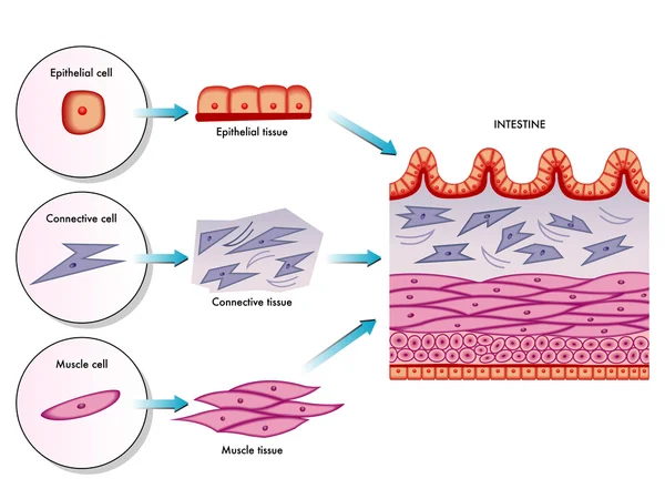 Anatomía de la pared de las vellosidades del intestino delgado — Vector de stock