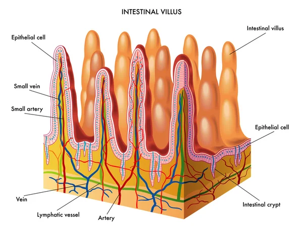 Struktura klky a microvilli — Stockový vektor