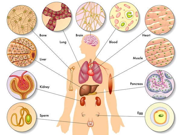 Anatomy of human cells — Stock Illustration Anatomy of human cells Stock Vector