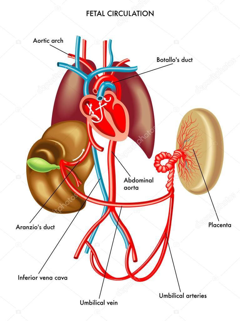 Fetal Circulation
