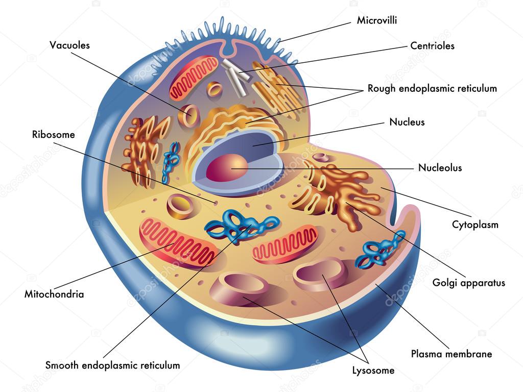 download progress in molecular and subcellular biology 3