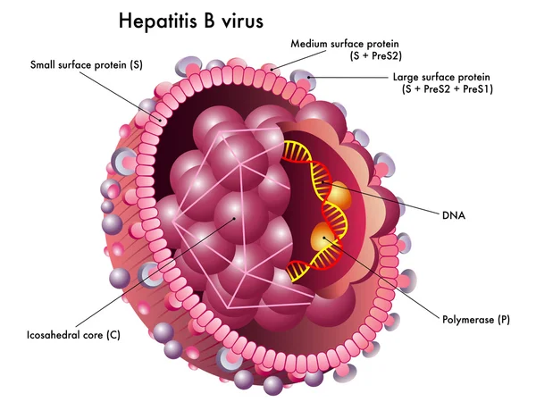 Struttura del virus dell'epatite B . — Vettoriale Stock