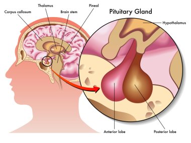 Pituitary gland clipart