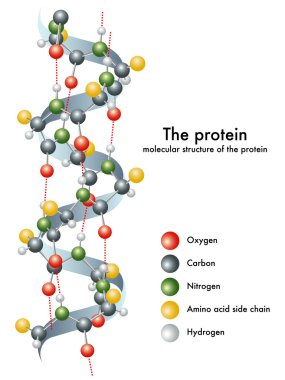 Protein moleküler yapısı