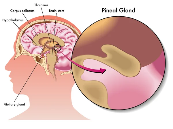 Pineal gland — Stock Vector