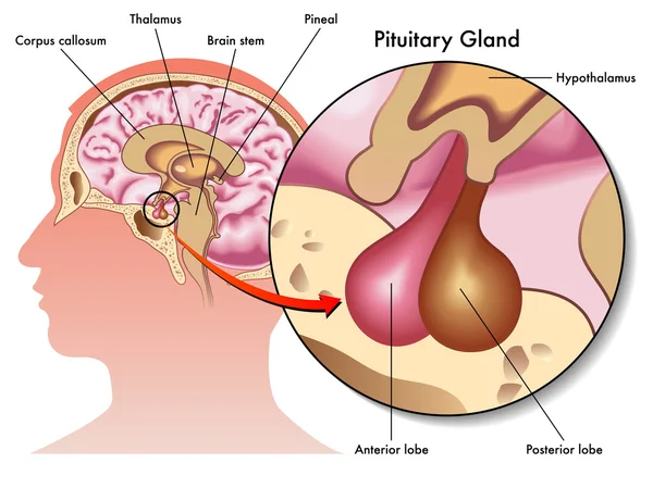 Glándula pituitaria — Vector de stock