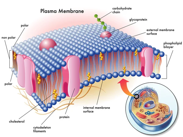 Membrana plasmática — Vetor de Stock