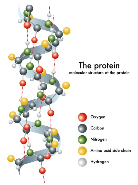 Molecular structure of the protein — Stock Vector