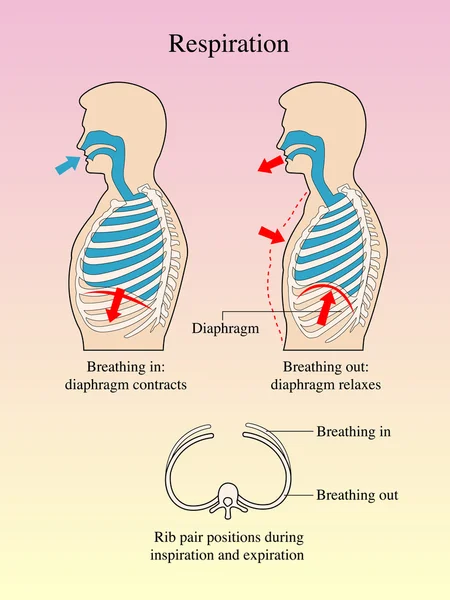 Representación gráfica de la respiración . — Archivo Imágenes Vectoriales