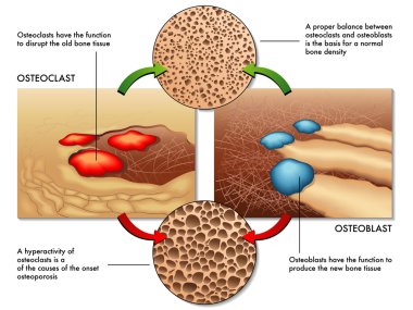 Osteoblast ve Osteoklast düzeni