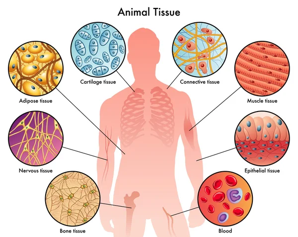 Schéma des tissus animaux — Image vectorielle