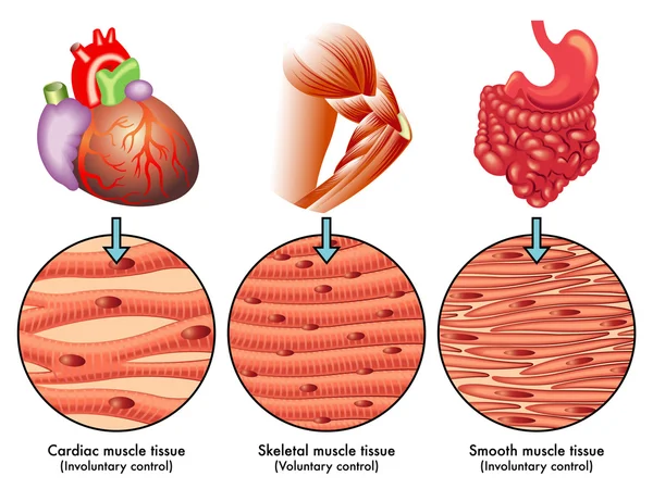 Esquema de tejido muscular — Vector de stock