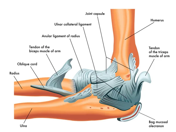 Ligament dirsek düzeninin — Stok Vektör