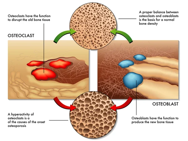 Osteoblast osteoclast 계획 — 스톡 벡터