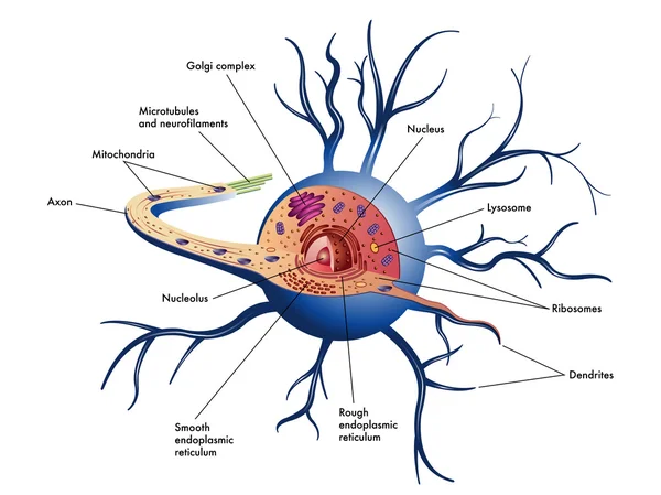 Nerve cell scheme — Stock Vector