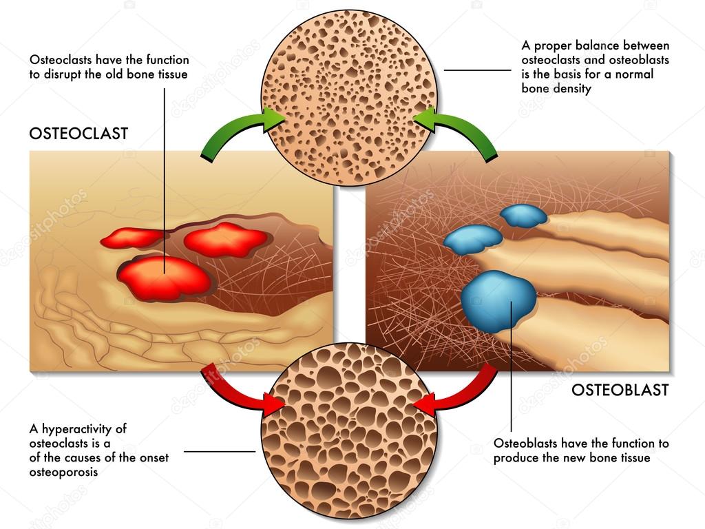 Osteoblast and osteoclast scheme