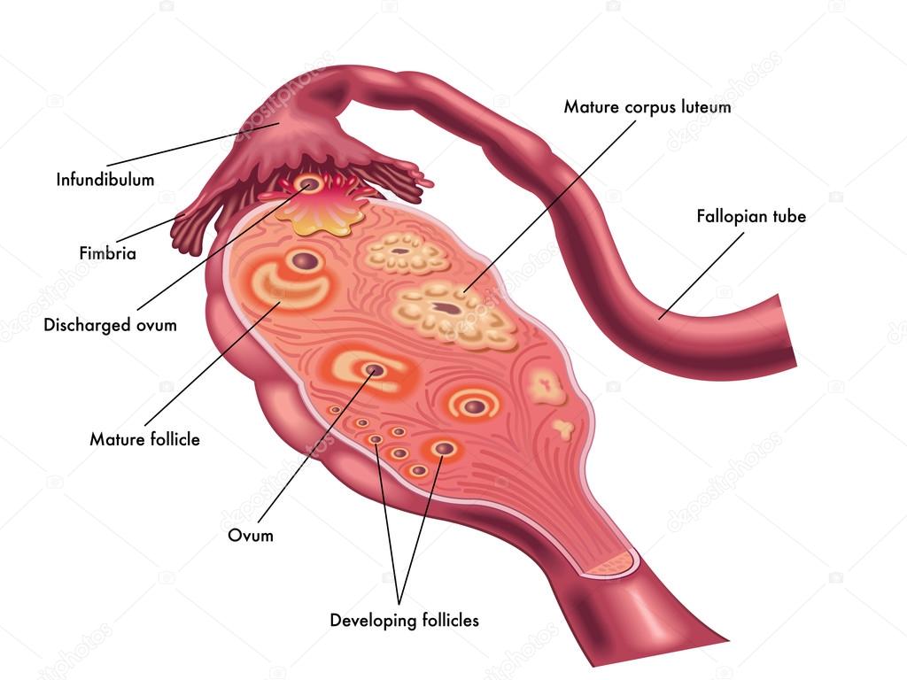 Colorful Ovary Scheme Vector Image By C Rob3000 Vector Stock Colorful Ovary Scheme Vector Image By C Rob3000 Vector Stock