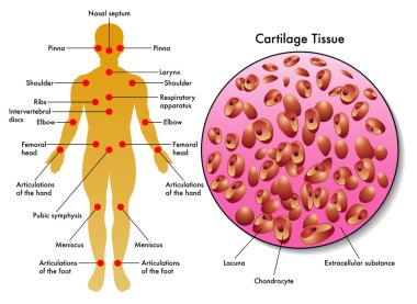Human cartilage tissue