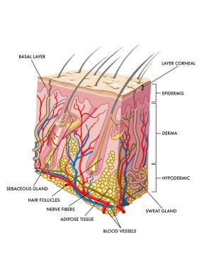 Human skin scheme clipart