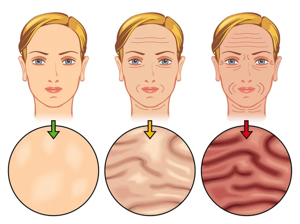 Human Skin aging — Stok Vektör