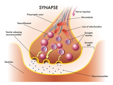Medical illustration of elements of synapse clipart