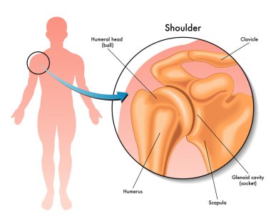 illustration of the shoulder joint