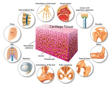 illustration of cartilage tissue clipart