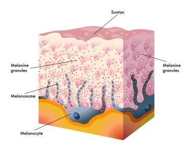 Medical illustration of the formation process of tanning clipart