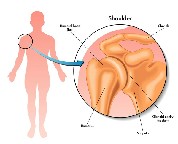 Illustrazione dell'articolazione della spalla — Vettoriale Stock