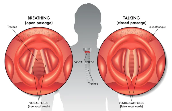 Ilustración de la cuerda vocal — Vector de stock