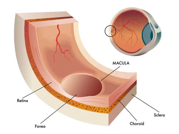 Mácula, a parte central da retina no olho humano — Vetor de Stock