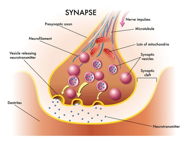 2 421 Synapse Vectors Royalty Free Vector Synapse Images Depositphotos 2 421 Synapse Vectors Royalty Free Vector Synapse Images Depositphotos