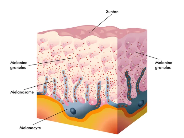 Melanin, melanocytes and melanosome