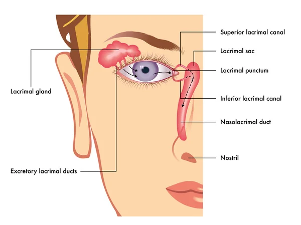 Aparato lacrimal humano — Vector de stock