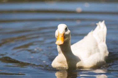 Büyük beyaz ördek Arjantin 'in güneyindeki göllerin tadını çıkarıyor..