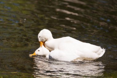 Büyük beyaz ördek Arjantin 'in güneyindeki göllerin tadını çıkarıyor..