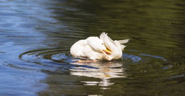 Büyük beyaz ördek Arjantin 'in güneyindeki göllerin tadını çıkarıyor..