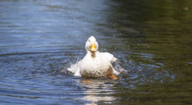 Büyük beyaz ördek Arjantin 'in güneyindeki göllerin tadını çıkarıyor..