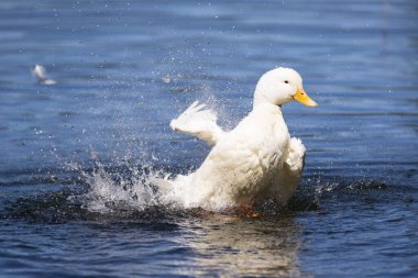 Büyük beyaz ördek Arjantin 'in güneyindeki göllerin tadını çıkarıyor..