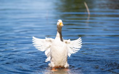Büyük beyaz ördek Arjantin 'in güneyindeki göllerin tadını çıkarıyor..