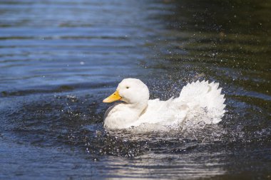 Büyük beyaz ördek Arjantin 'in güneyindeki göllerin tadını çıkarıyor..