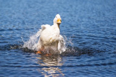 Büyük beyaz ördek Arjantin 'in güneyindeki göllerin tadını çıkarıyor..