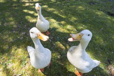 Büyük beyaz ördek Arjantin 'in güneyindeki göllerin tadını çıkarıyor..
