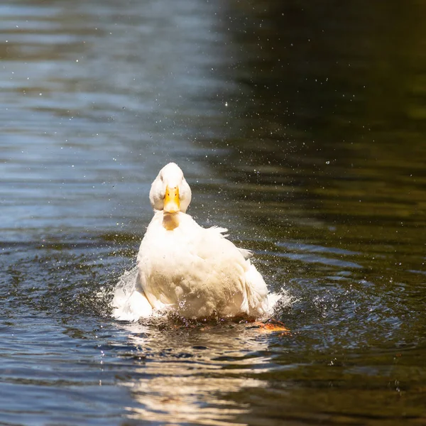 Büyük beyaz ördek Arjantin 'in güneyindeki göllerin tadını çıkarıyor..