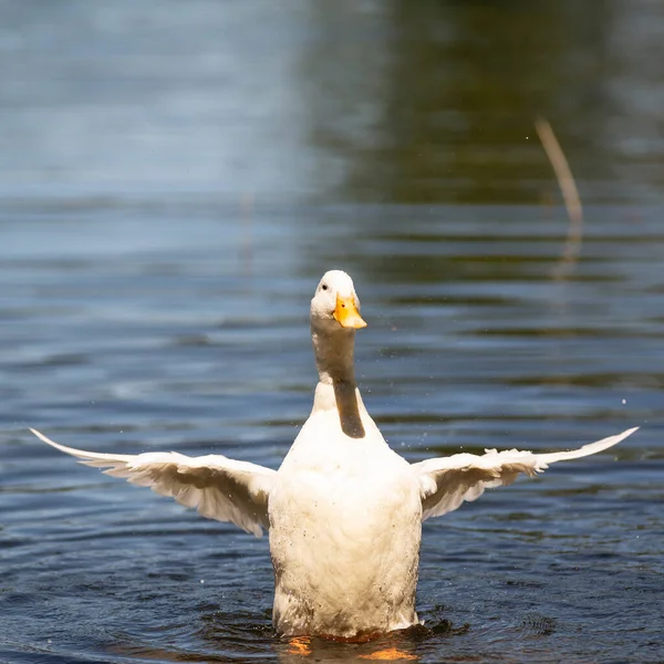 Büyük beyaz ördek Arjantin 'in güneyindeki göllerin tadını çıkarıyor..