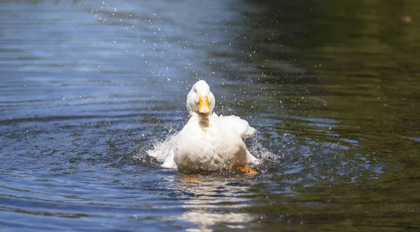 Büyük beyaz ördek Arjantin 'in güneyindeki göllerin tadını çıkarıyor..